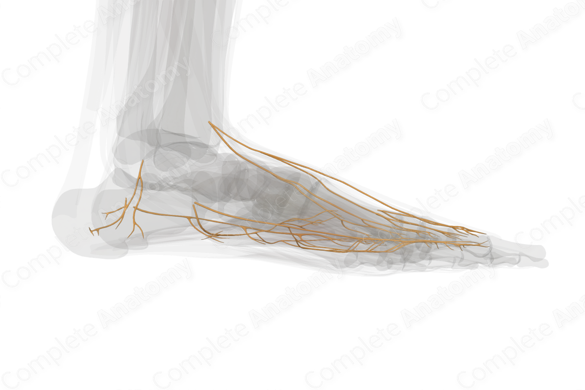 Nerves of Ankle & Foot (Left)