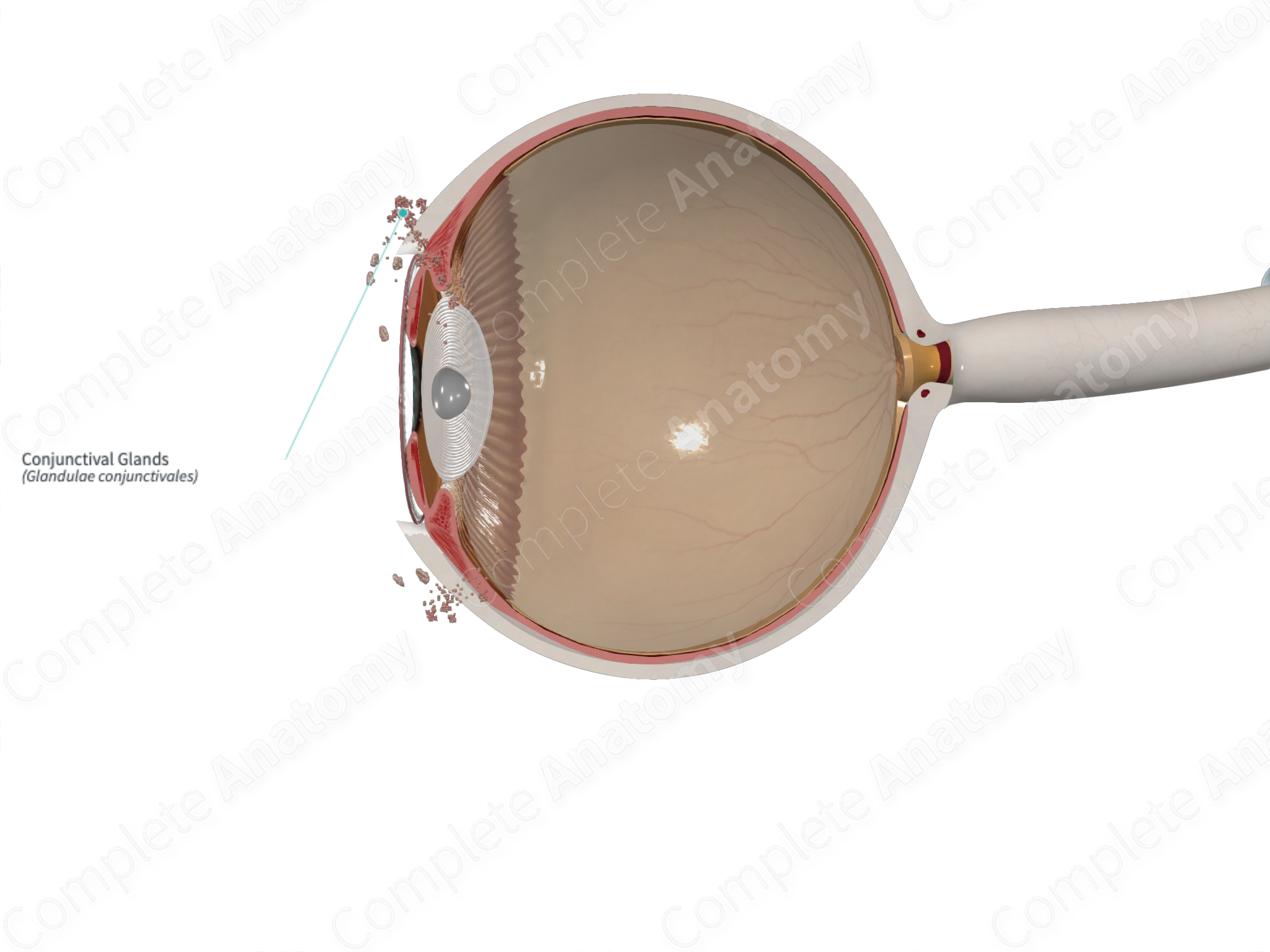 conjunctival-glands-complete-anatomy