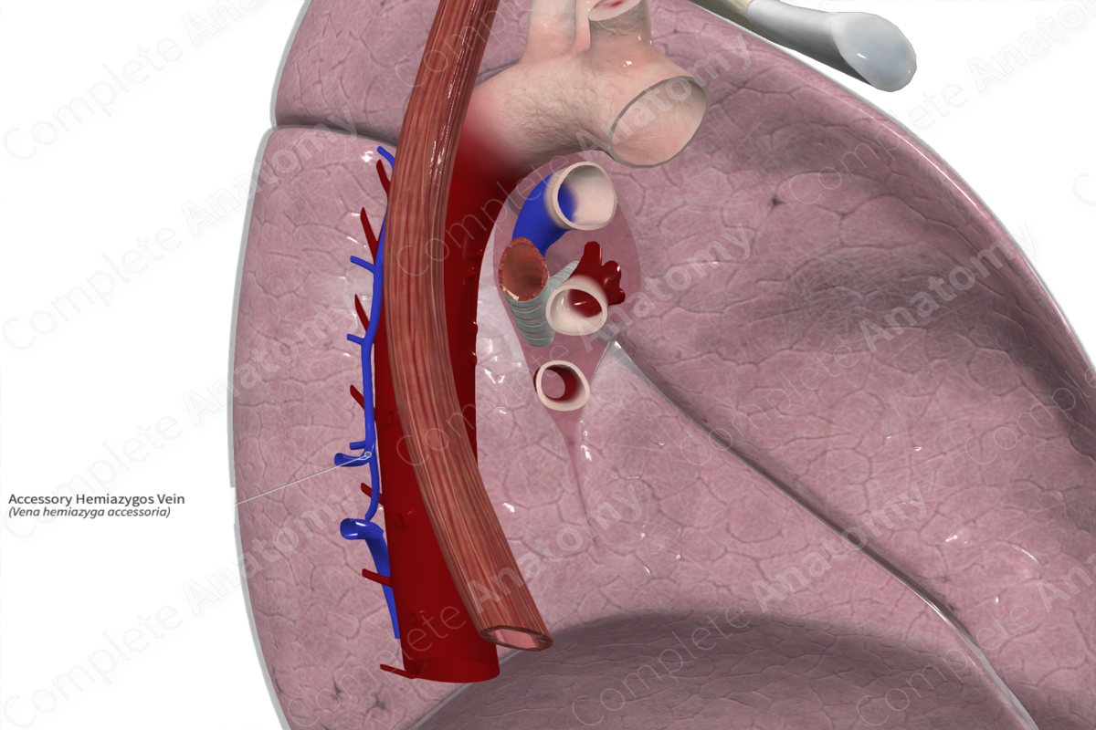 Accessory Hemiazygos Vein