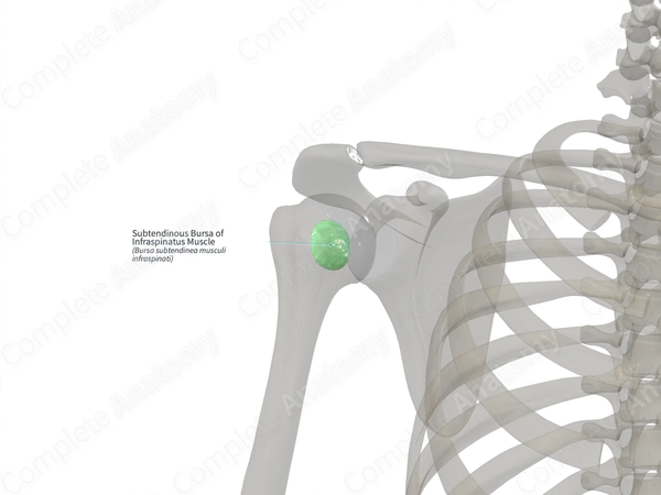Subtendinous Bursa of Infraspinatus Muscle (Left)