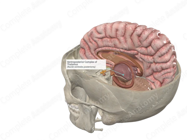 Ventroposterior Complex of Thalamus