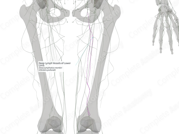 Deep Lymph Vessels of Lower Limb (Left)