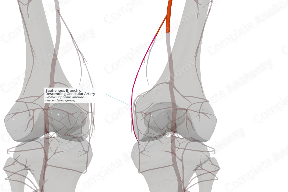 Saphenous Branch of Descending Genicular Artery (Right)
