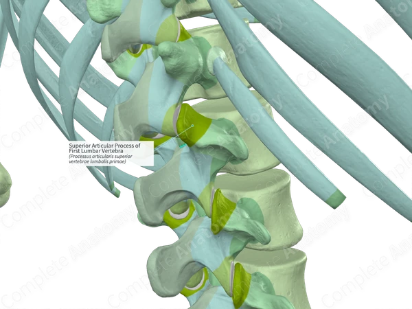 Superior Articular Process of First Lumbar Vertebra (Left)