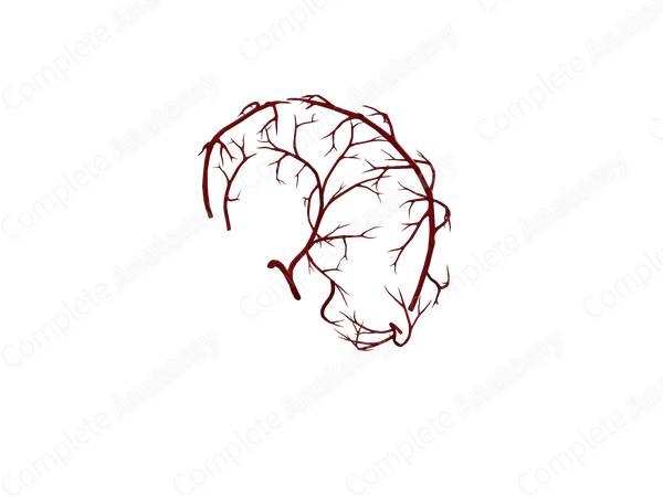 Arteries of Stomach