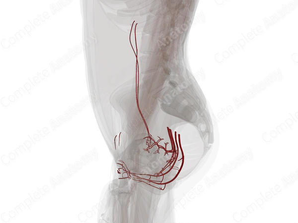 Arteries of Female Genital System