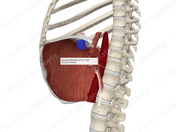 Anulus Fibrosus (T11-T12)