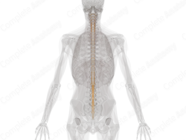 Spinal Roots & Ganglia