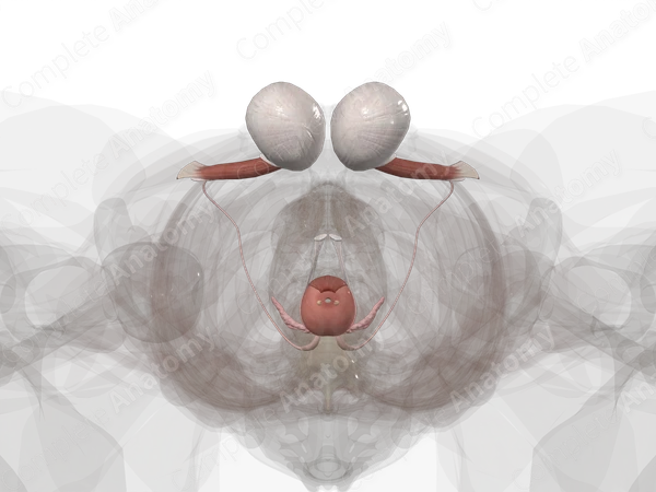 Male Internal Genitalia