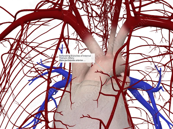 Perforating Branches of Internal Thoracic Artery