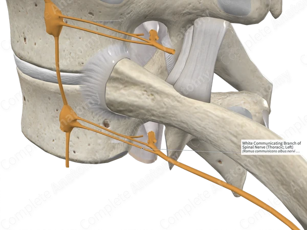 White Communicating Branch of Spinal Nerve (Thoracic; Left)