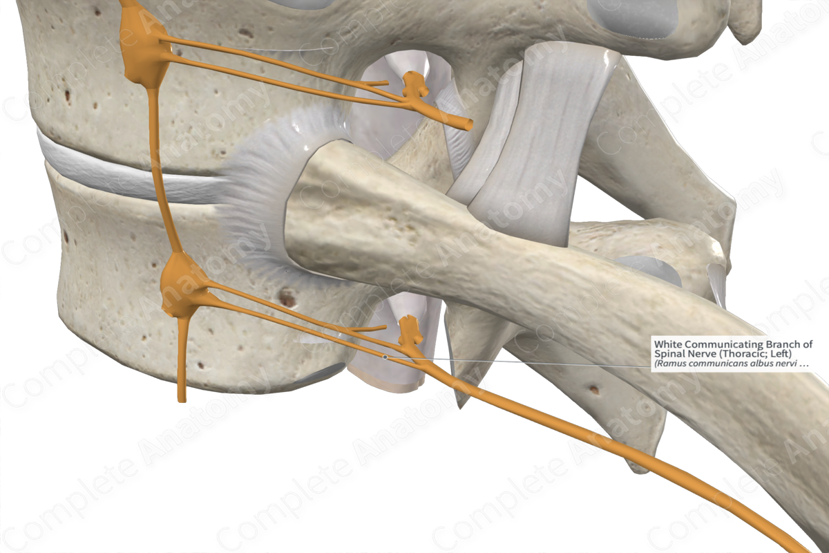 White Communicating Branch of Spinal Nerve (Thoracic; Left)