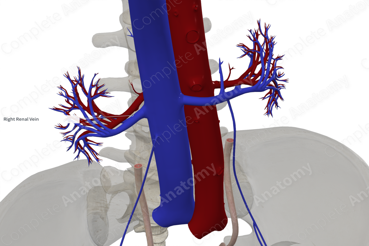 Right Renal Vein
