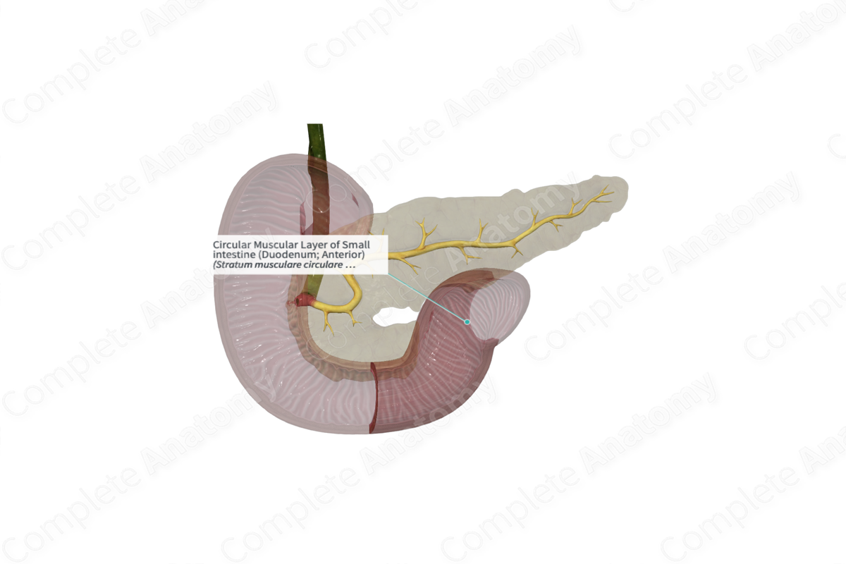 Circular Muscular Layer of Small intestine (Duodenum; Anterior)