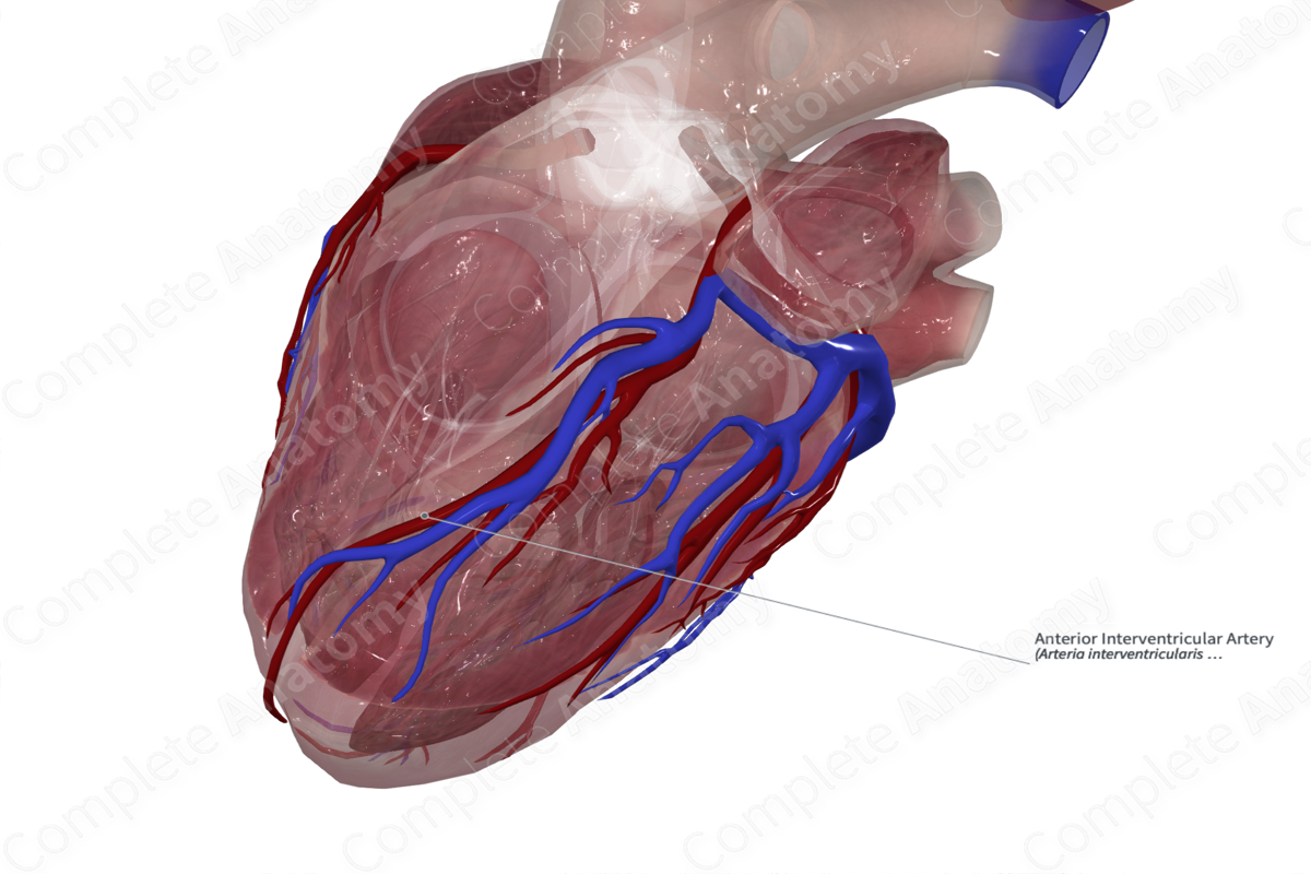 Anterior Interventricular Artery