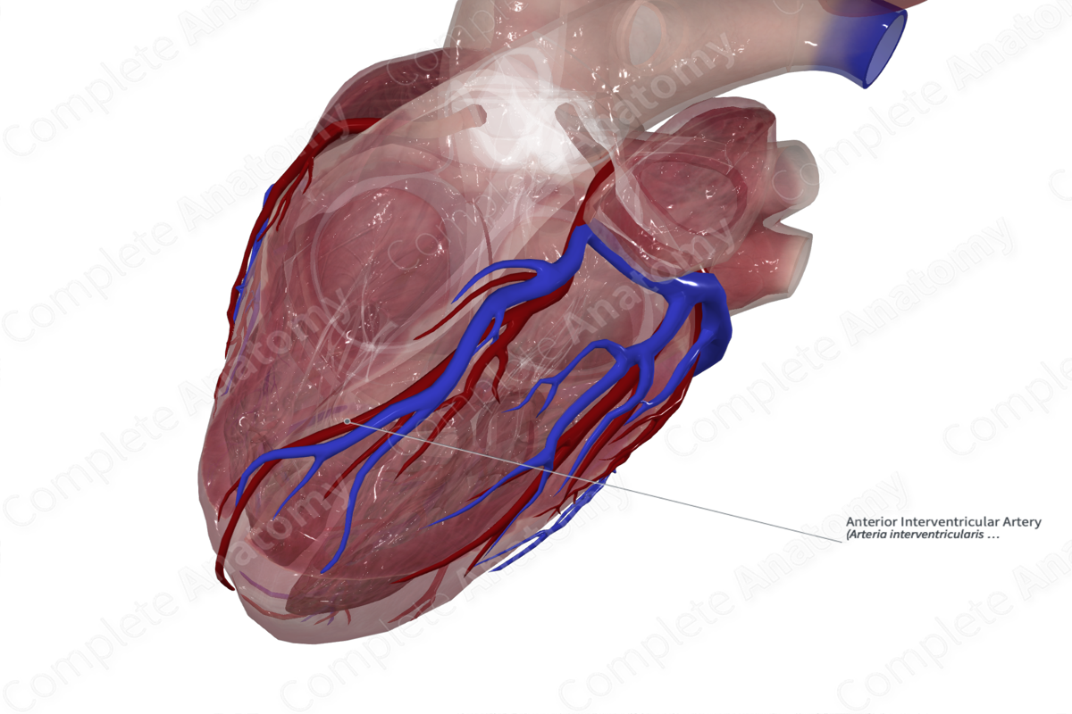 Anterior Interventricular Artery Complete Anatomy