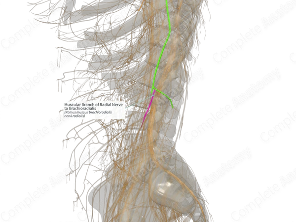 Muscular Branch of Radial Nerve to Brachioradialis (Left)