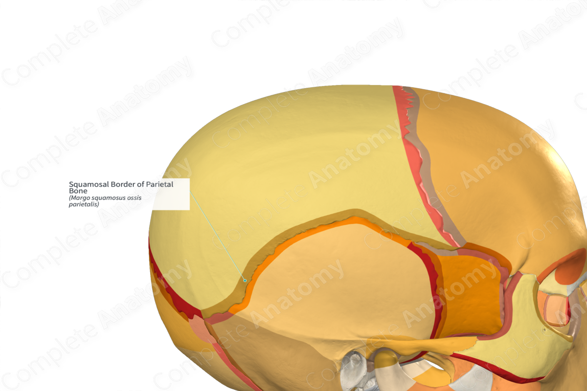 Squamosal Border of Parietal Bone