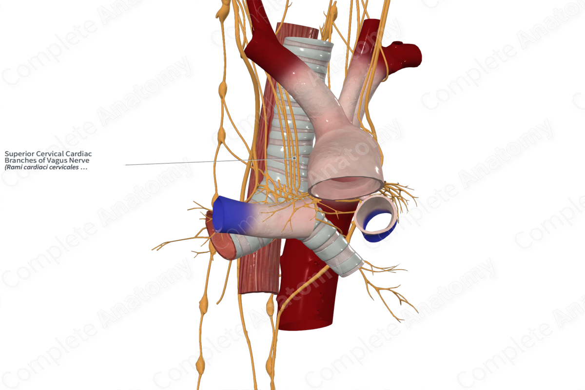 Superior Cervical Cardiac Branches of Vagus Nerve 