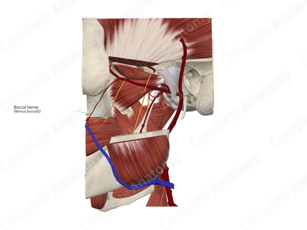 Buccal Nerve