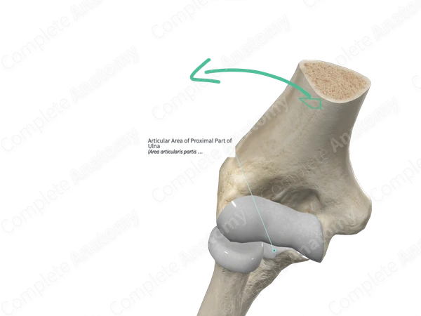 Articular Area of Proximal Part of Ulna