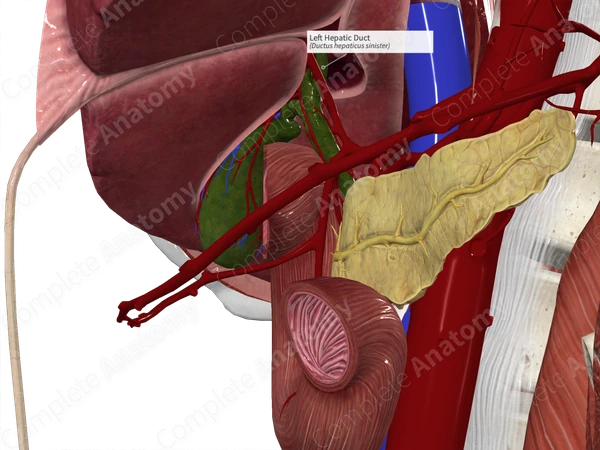 Left Hepatic Duct
