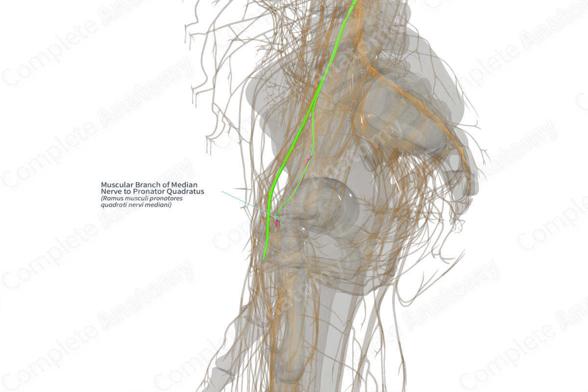 Muscular Branch of Median Nerve to Pronator Quadratus (Left)