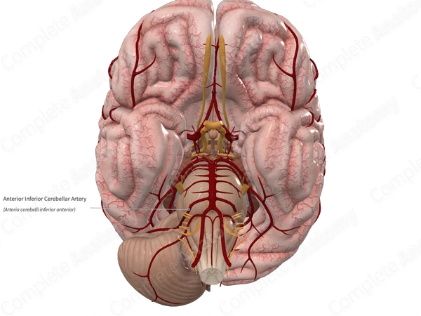 Anterior Inferior Cerebellar Artery