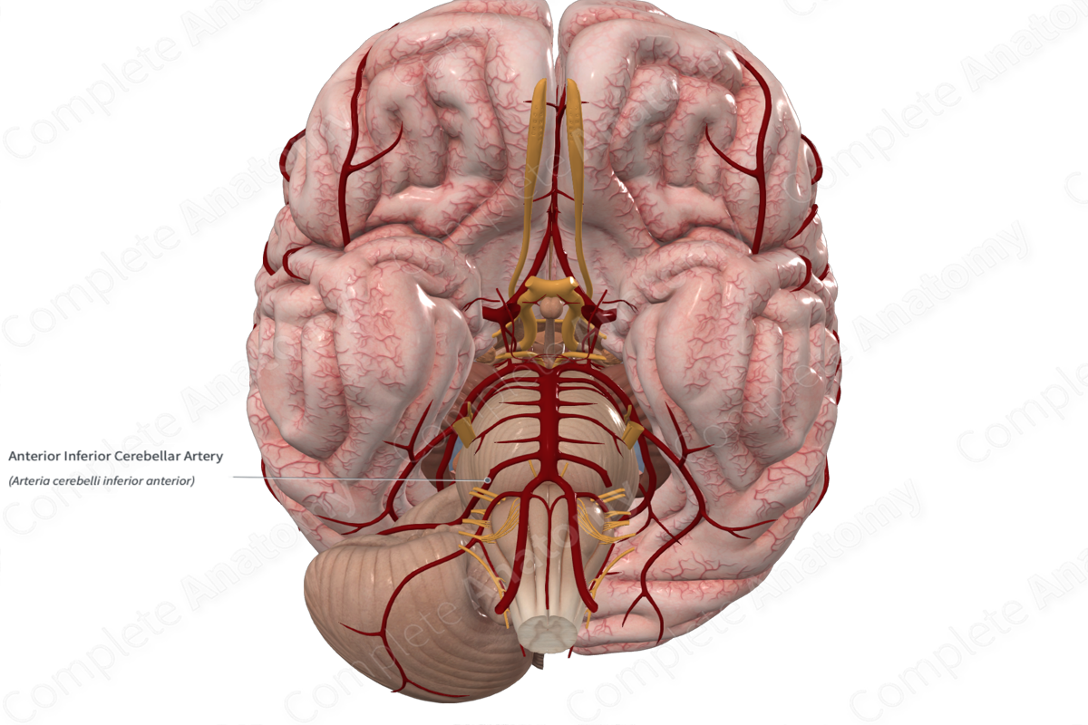 Anterior Inferior Cerebellar Artery 