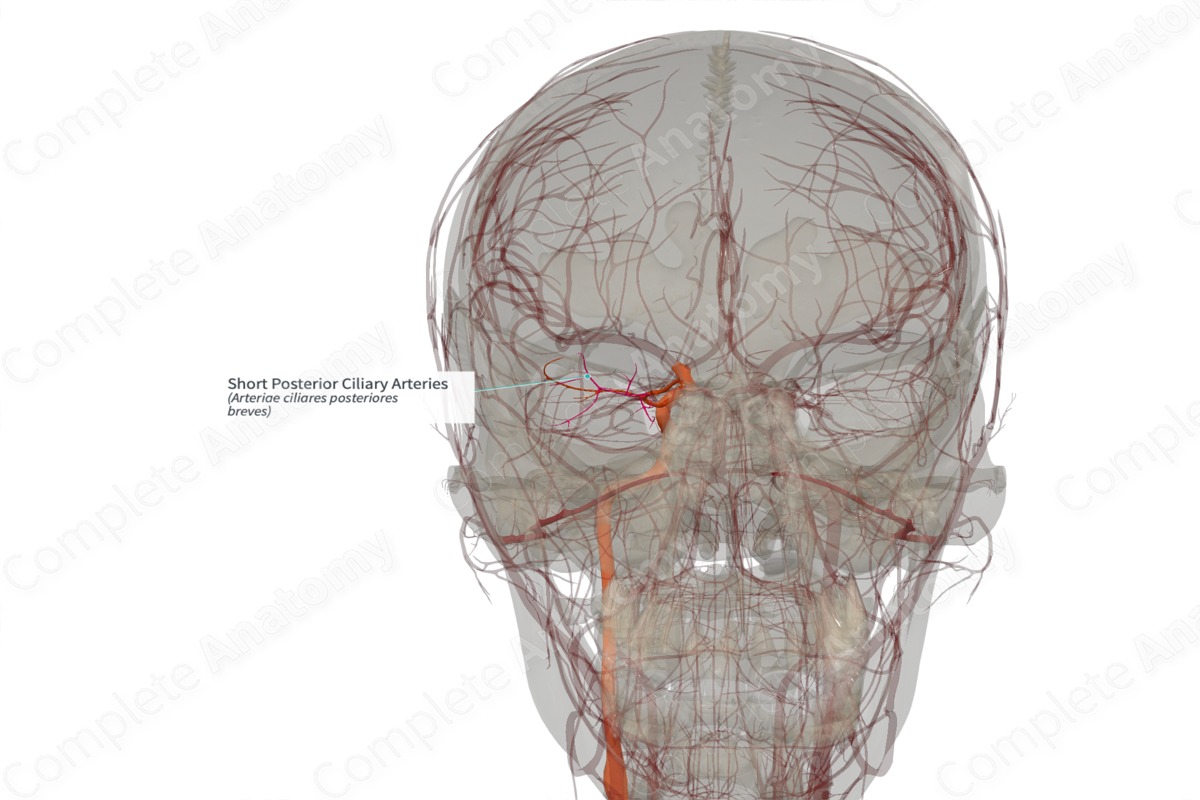 Short Posterior Ciliary Arteries (Left)