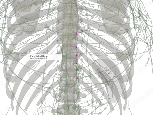 Prevertebral Nodes (Left)