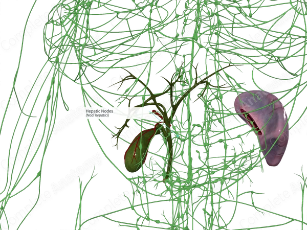 Hepatic Nodes
