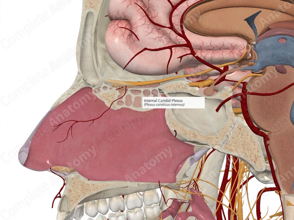 Internal Carotid Plexus | Complete Anatomy