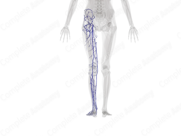 Veins of Lower Limb (Left)