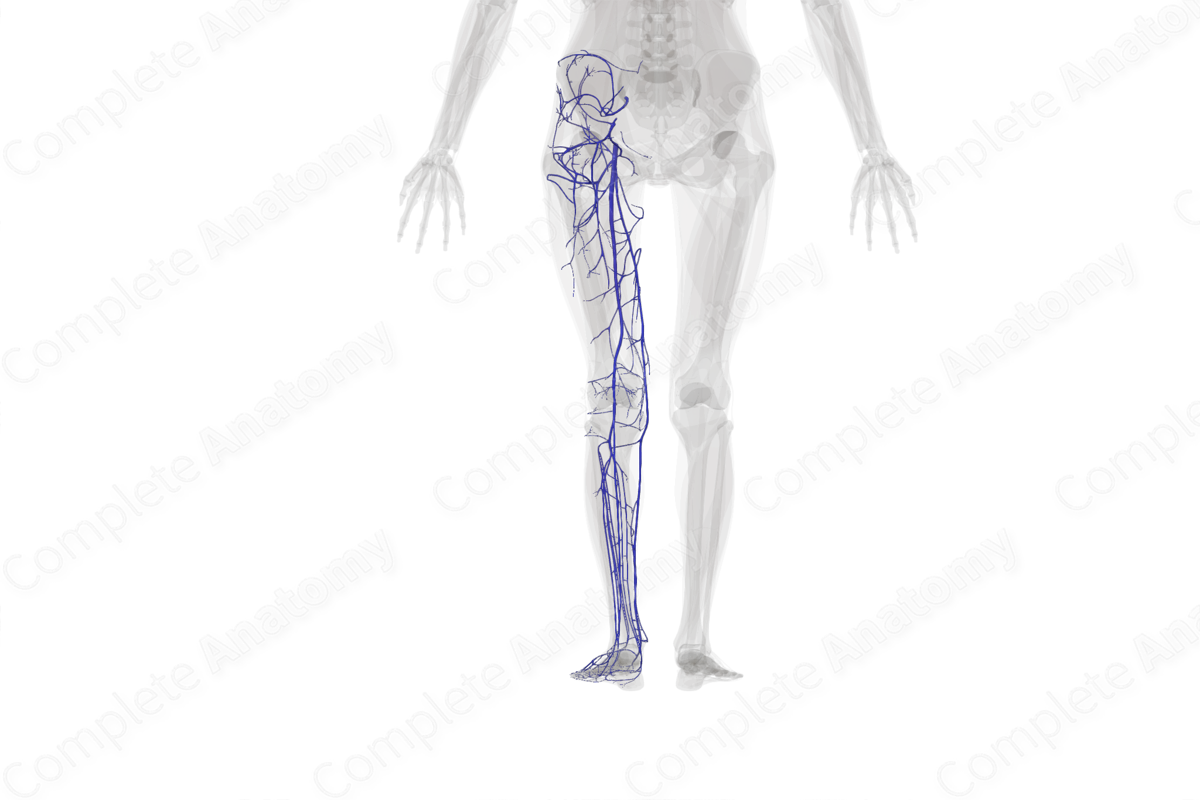 Veins of Lower Limb (Left)