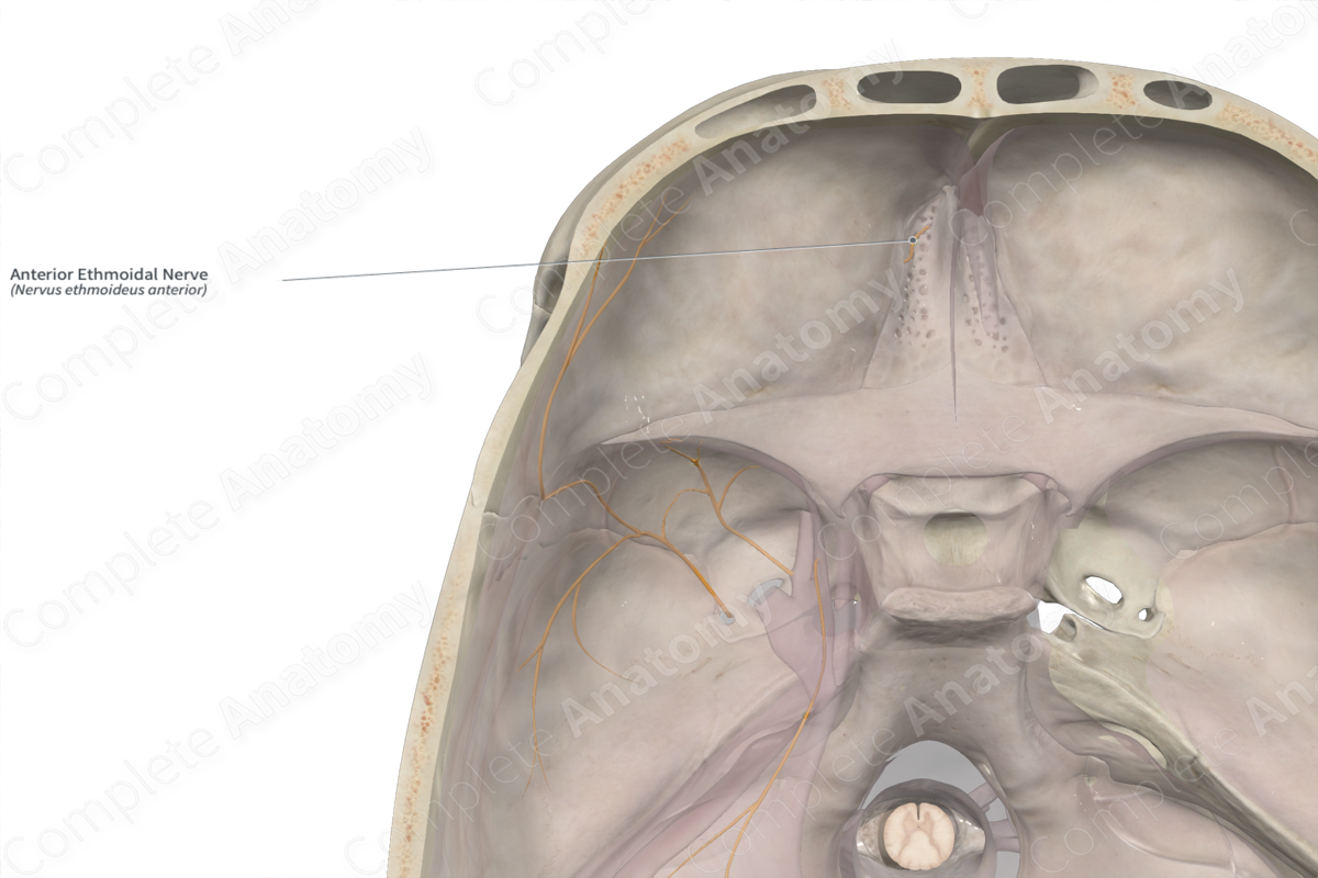 Anterior Ethmoidal Nerve | Complete Anatomy