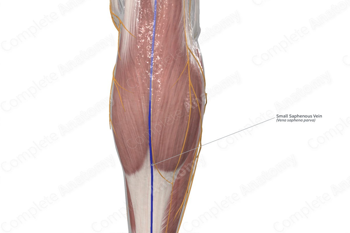 small-saphenous-vein-complete-anatomy