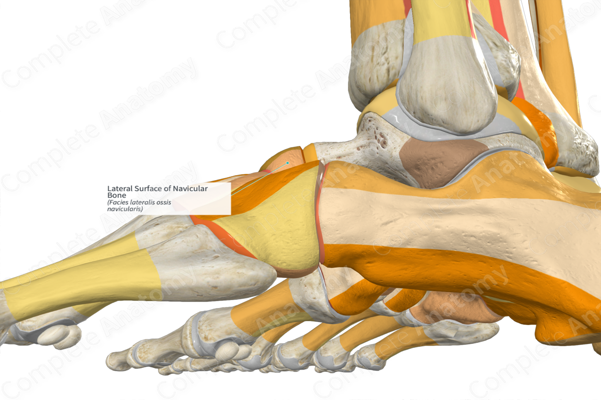 Lateral Surface of Navicular Bone