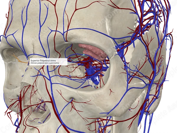 Superior Palpebral Veins 