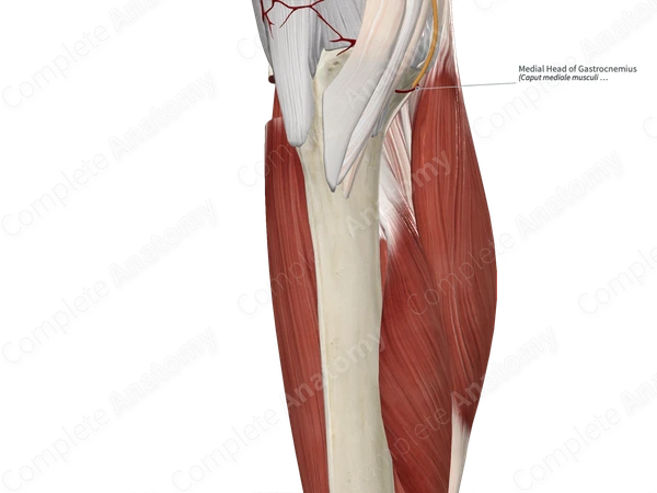 Medial Head of Gastrocnemius