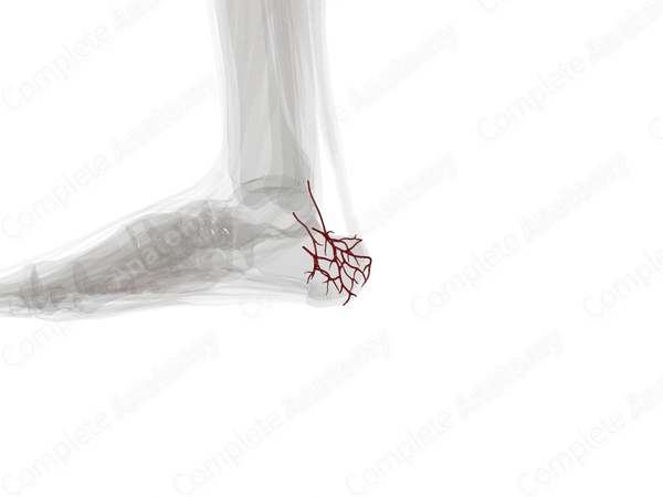 Calcaneal Anastomosis (Left)