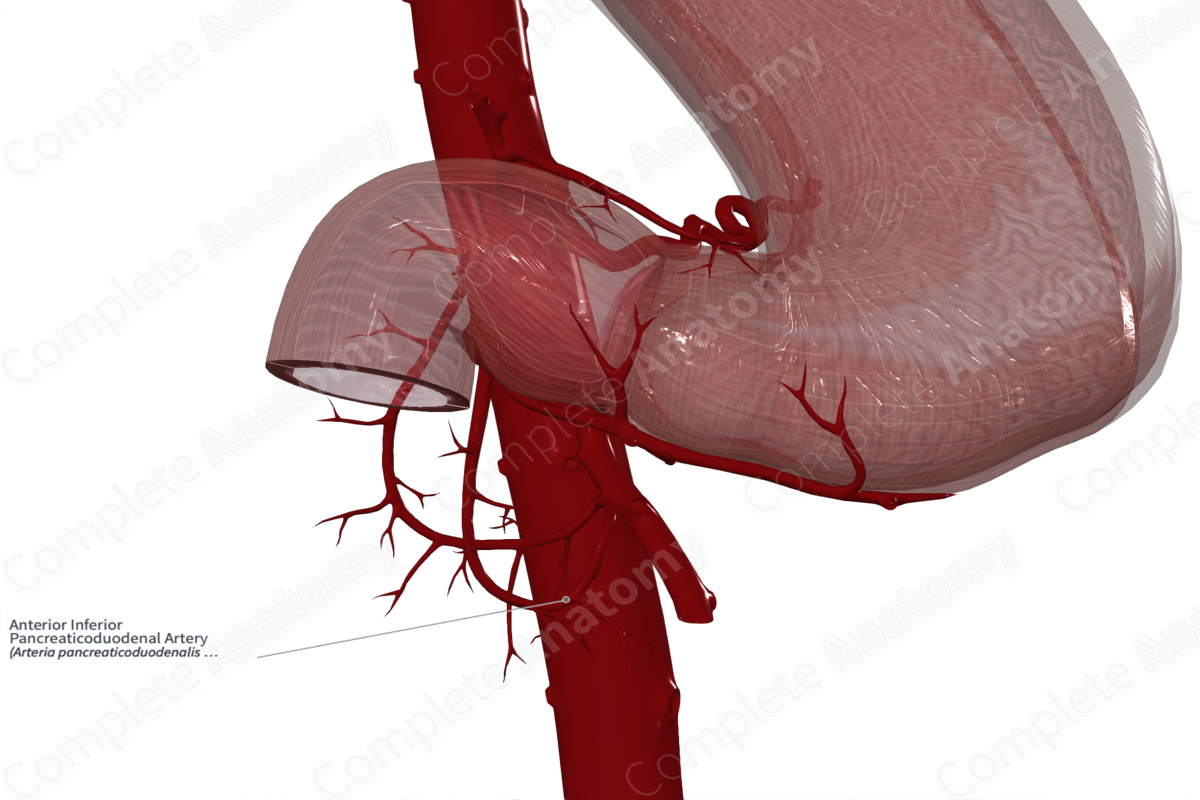 Anterior Inferior Pancreaticoduodenal Artery