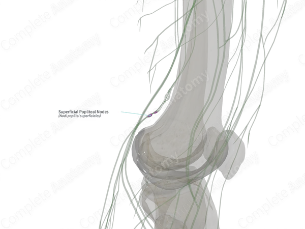 Superficial Popliteal Nodes (Right)