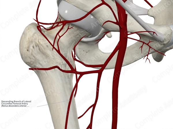 Descending Branch of Lateral Circumflex Femoral Artery 