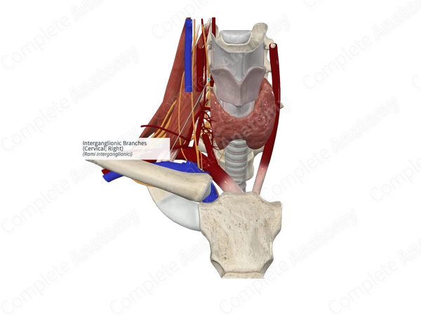 Interganglionic Branches (Cervical; Left)