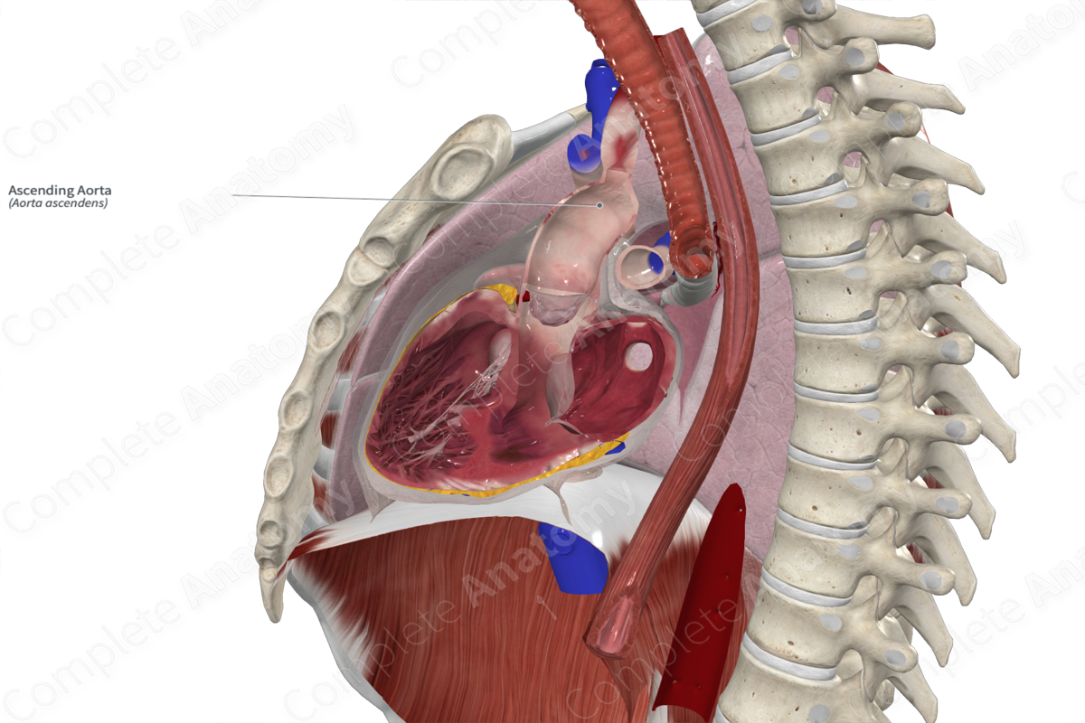 Ascending Aorta