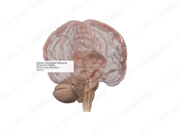 Inferior Cerebellar Peduncle (Posterior; Right)