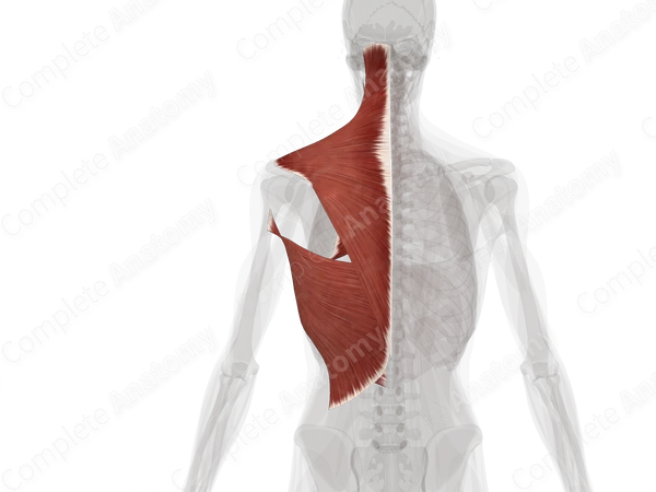 Extrinsic Muscles of Back (Left)