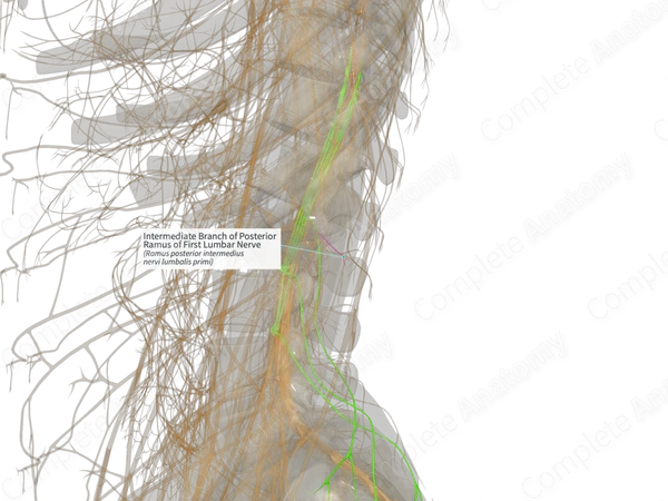 Intermediate Branch of Posterior Ramus of First Lumbar Nerve (Right)