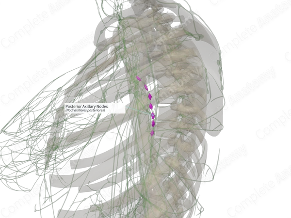 Posterior Axillary Nodes (Right)